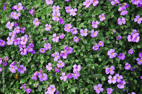 Small violet blossoming flowers making background 