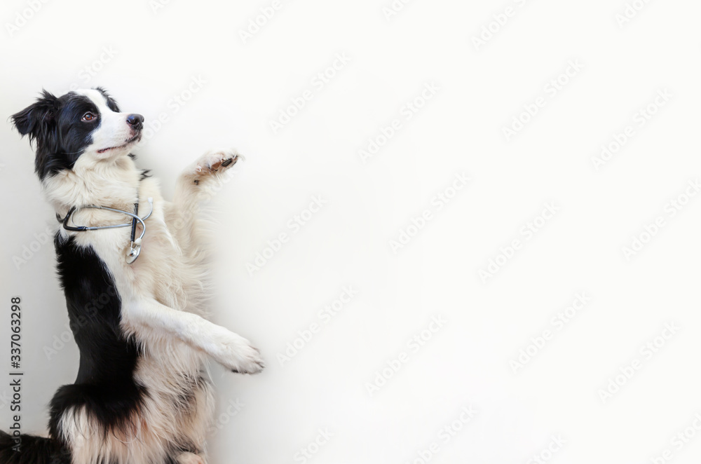 Puppy dog border collie with stethoscope isolated on white background. Little dog on reception at veterinary doctor in vet clinic. Pet health care and animals concept.