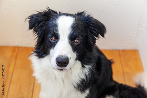 Foto Funny portrait of cute smilling puppy dog border collie indoor
