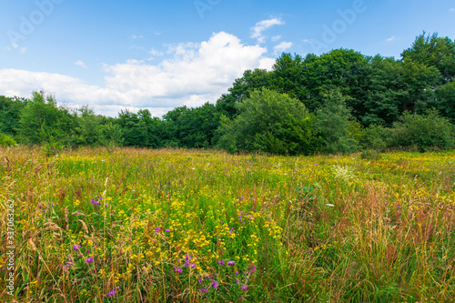 grassy meadow with wild herbs in summer. primeval beech forest around the glade. sunny summer weather with some clouds on the blue sky