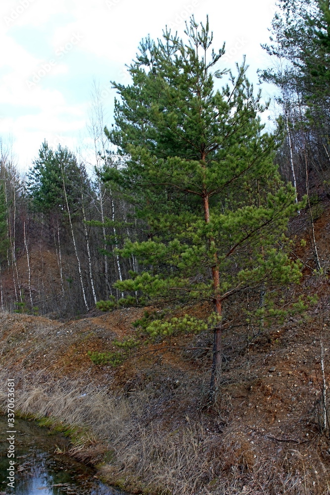 Obraz premium A unique image of the spring nature of central Russia in April