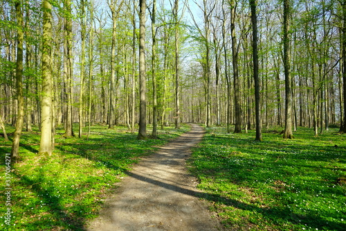 Wanderweg durch den Wald im Frühling