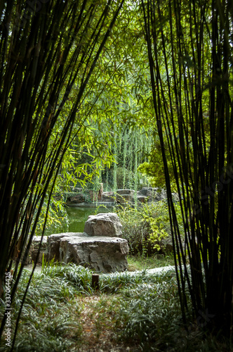 looking through bamboo