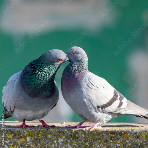 Les plus beaux pigeons amoureux de notre planète 