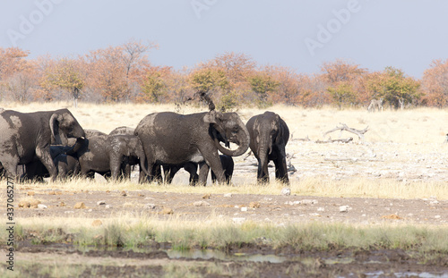 An elephant herd in a park