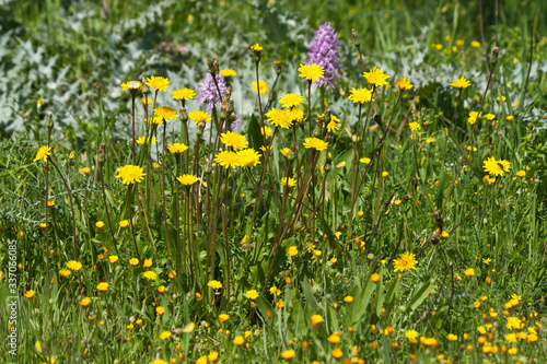 Yellow dandelions in the meadow