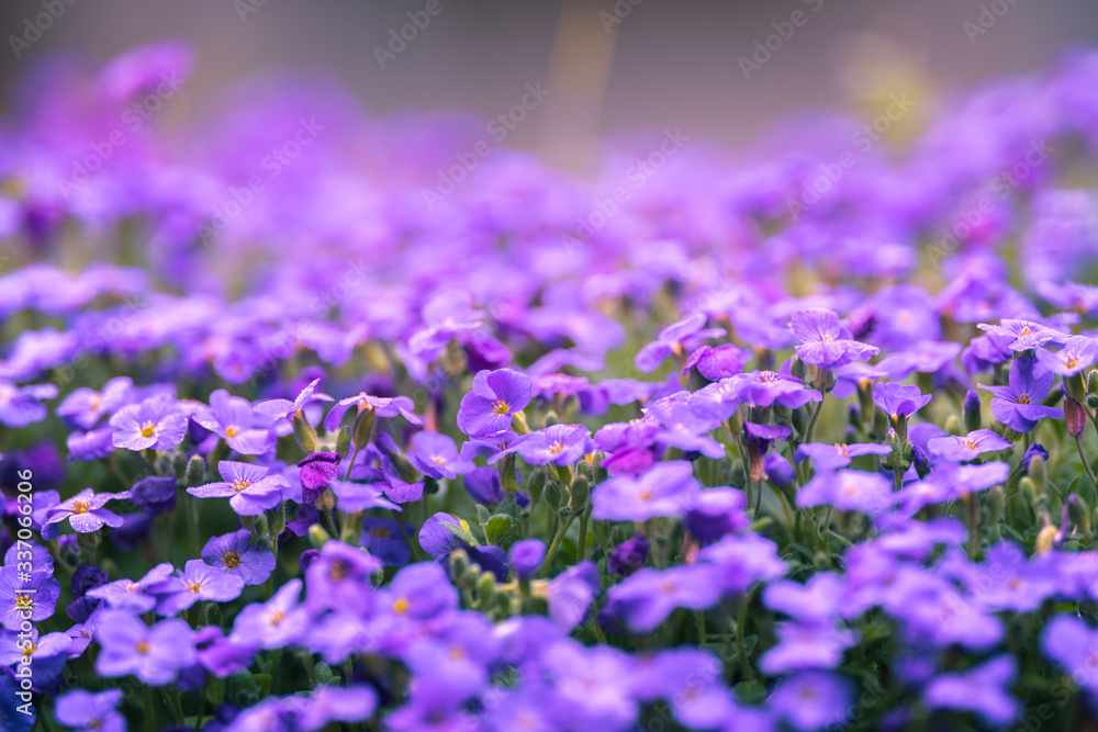 Obraz premium small purple spring flowers