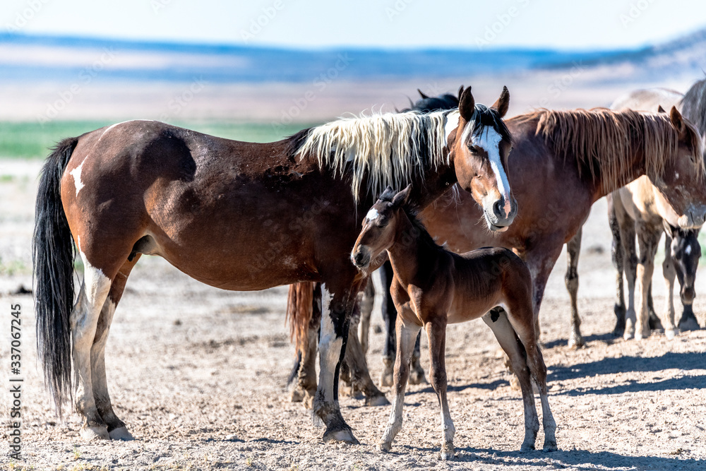 Obraz premium Desert Wild Horses