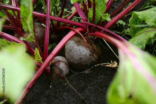 Beets in the garden in the ground on a summer day. Growing vegetables.