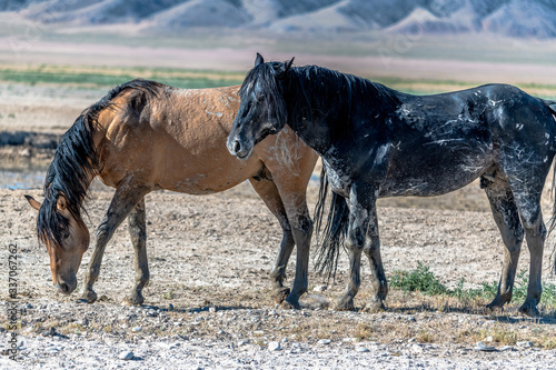 Desert Wild Horses