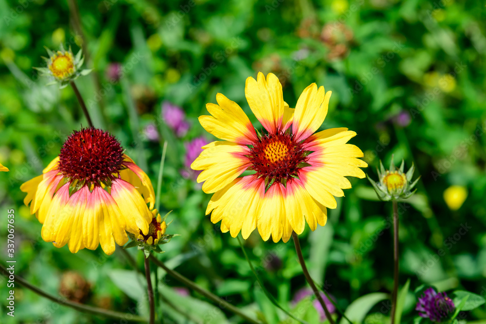 Fototapeta premium Top view of one vivid yellow and red Gaillardia flowers, common name blanket flower, and blurred green leaves in soft focus, in a garden in a sunny summer day, beautiful outdoor floral background 