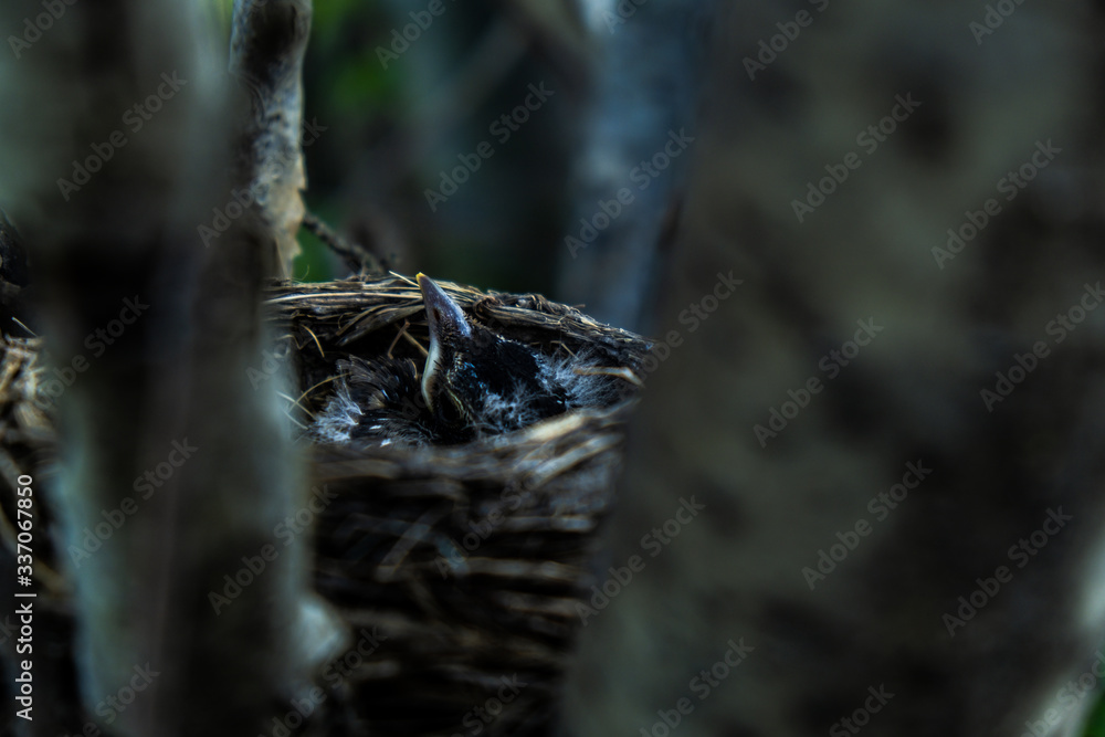 Baby Robins Baby Robins