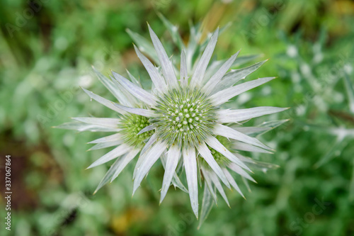 Top view of one green flower of Eryngium planum plant  commonly known as the blue eryngo or flat sea holly  in a garden in a sunny spring day  photographed with soft focus 