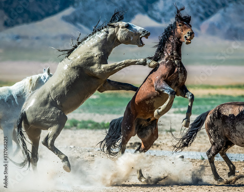 Desert Wild Horses