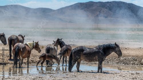 Desert Wild Horses