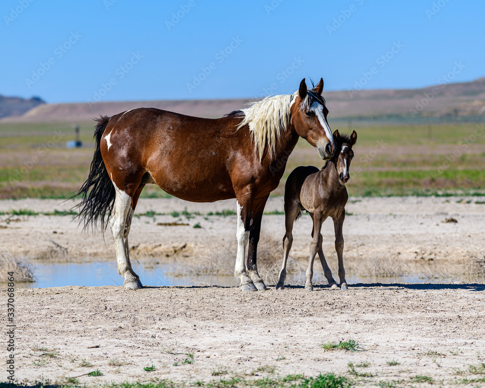 Fototapeta premium Desert Wild Horses