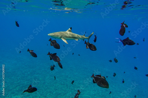 Blacktip Reef Shark and Tropical Fish Under Blue Pacific Ocean in Bora Bora French Polynesia