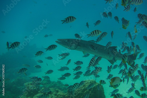 Barracuda and Tropical Fish Under Pacific Ocean in Bora Bora French Polynesia