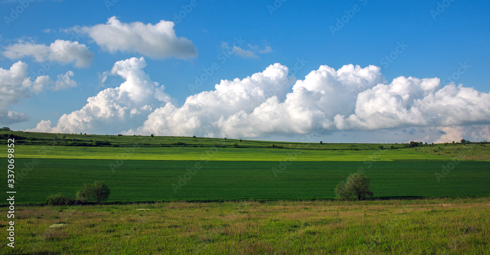 Green agricultural field in rural on  blue sky and clouds background