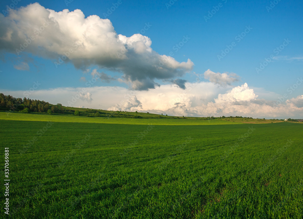 Green agricultural field in rural on  blue sky and clouds background