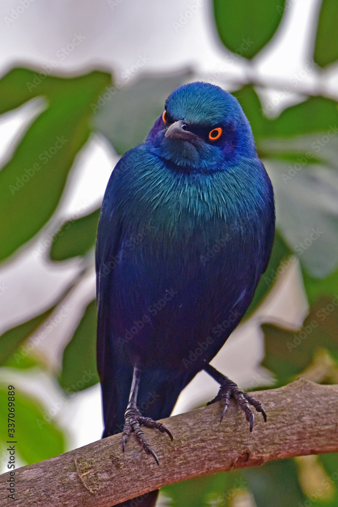 Naklejka premium Blue Starling