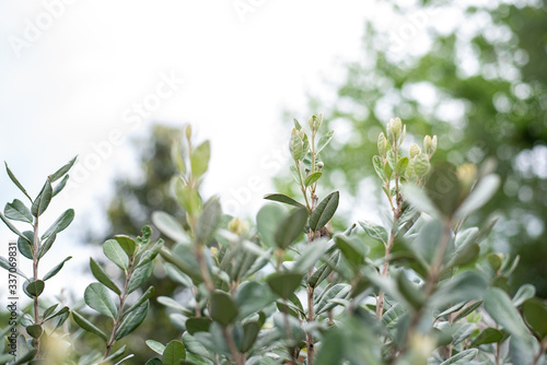 Closeup of feijoa tree shrub. Acca sellowiana or pineapple guava background  