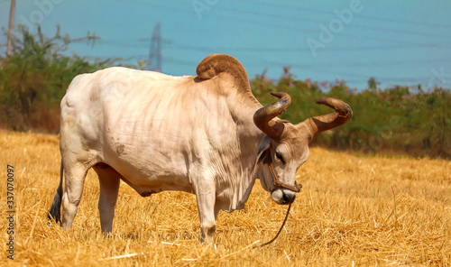 Ox on a farm, looking straight ahead.ox bull in Indian cattle farm, indian ox selective focus