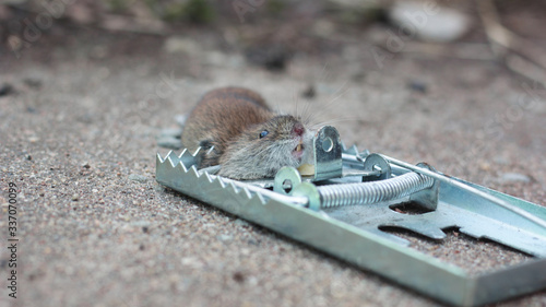 Closeup dead mouse caught in mousetrap on gray floor in house.