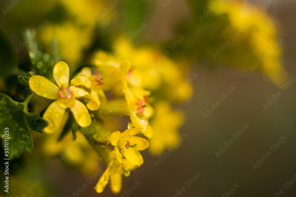 Yellow flowers of wild currant, leaves and shoots against sunlight. Contrasts and lighting effects. Shallow depth of field. Yellow flowers of wild currant, leaves and shoots against sunlight. Contrasts and lighting effects. Shallow depth of field.