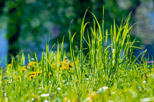 tall green grass close up. beautiful outdoor scenery on a sunny morning. freshness in nature concept © Pellinni