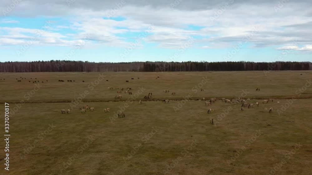 Aerial View Above Wild Cows With Young Calfs and Heck Cattle Konik Horses and Foals Grazing and Eating Grass in the Dunduru Meadows and River In Background Nature Park Latvia Wide Shot
Aerial View Above Wild Cows With Young Calfs and Heck Cattle Konik Horses and Foals Grazing and Eating Grass in the Dunduru Meadows and River In Background Nature Park Latvia Wide Shot