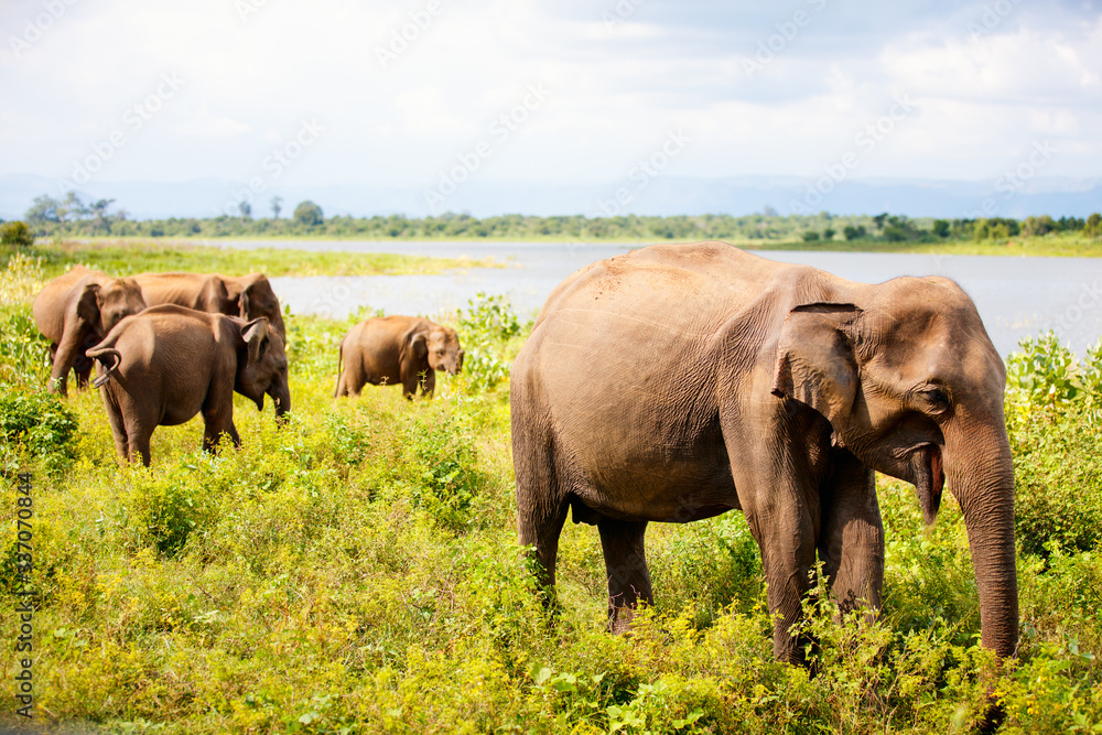 Fototapeta premium Wild elephants in Sri Lanka