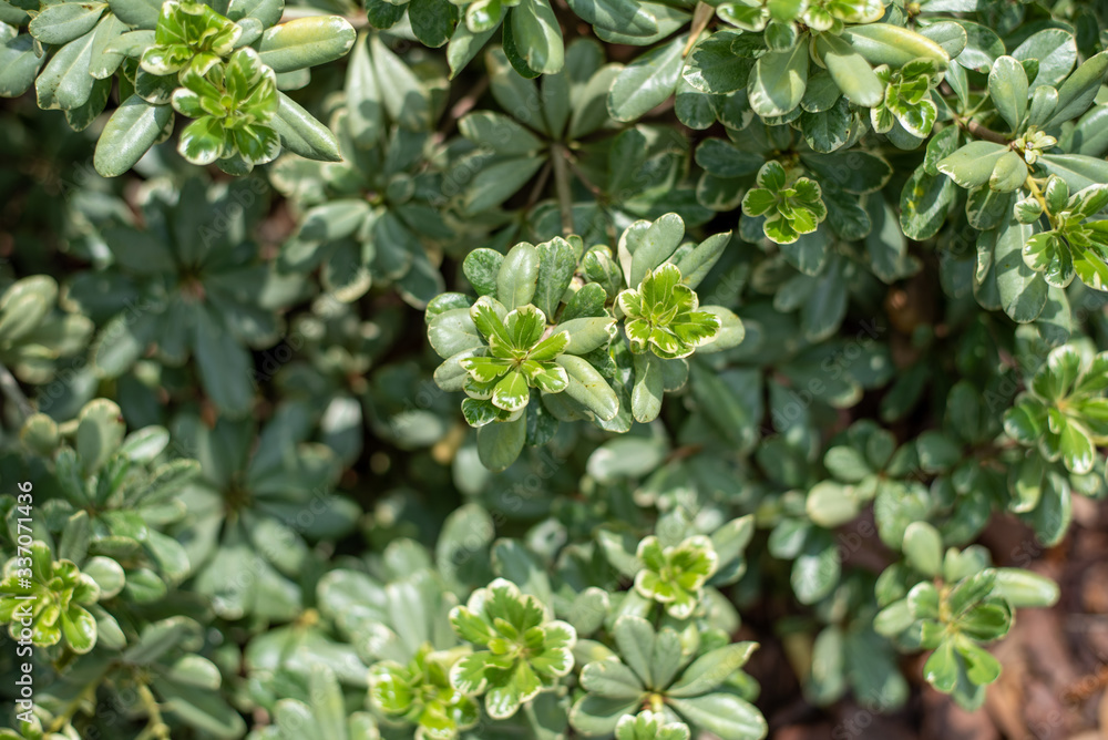 Variegated Pittosporum also known as Variegated Japanese Mock Orange
Variegated Pittosporum also known as Variegated Japanese Mock Orange
