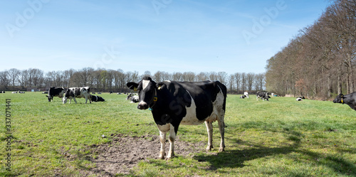 black and white cows in sunny dutch meadow between trees in province of utrecht in holland