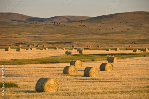 hay bales in the field