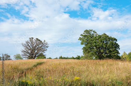 Prairie landscape and oak trees