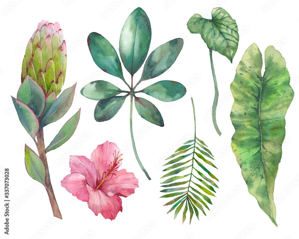 Tropical plants and flowers. Set of isolated floral elements.