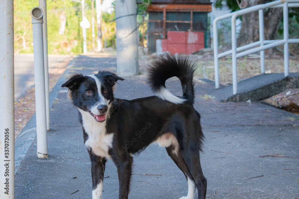 black and white dog black and white dog
