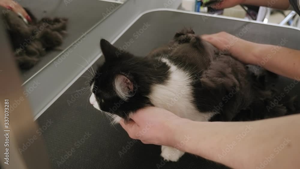 Closeup of a female groomer shaving a cat in an animal salon. The