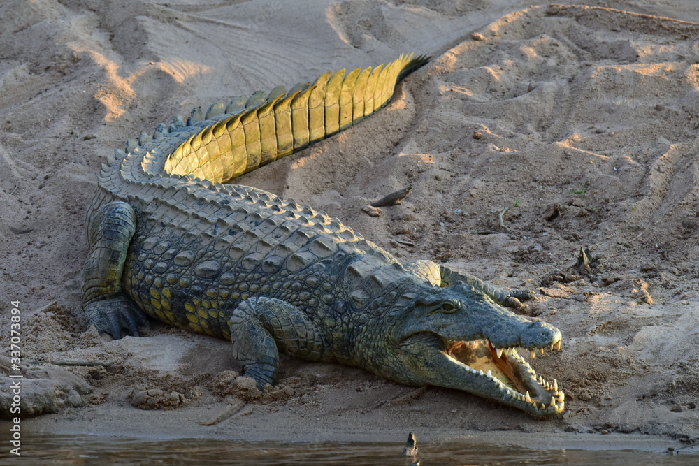 Fototapeta premium Crocodile