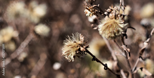 withered flowers on an abstract brown background