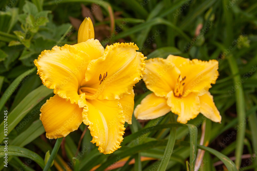Fototapeta premium Two yellow ruffled daylilies