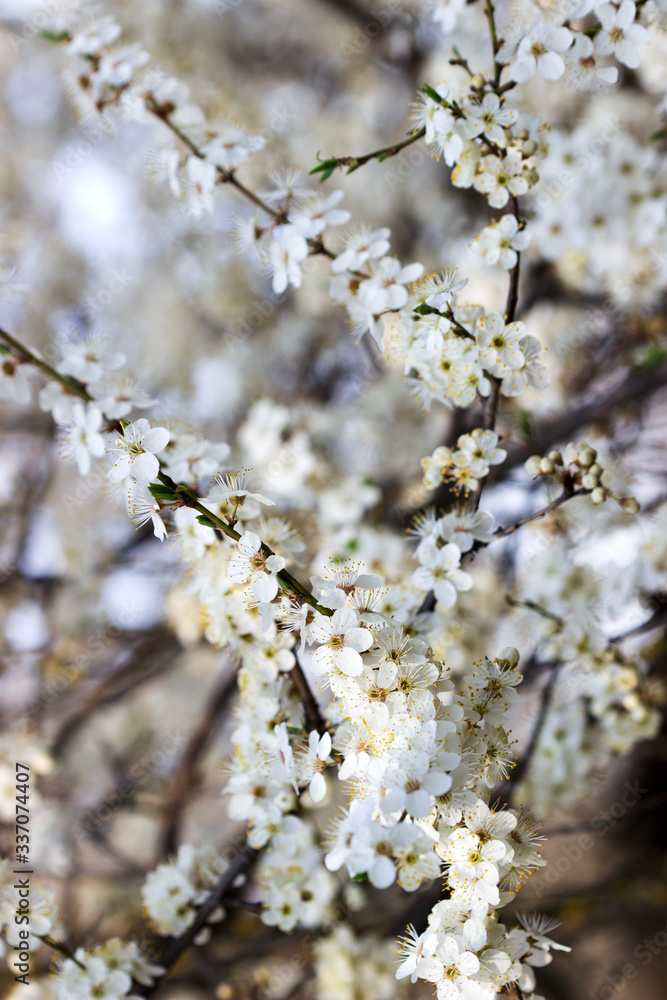 Cherry plum branches with white flowers and young leaves, spring concept. Cherry plum branches with white flowers and young leaves, spring concept.