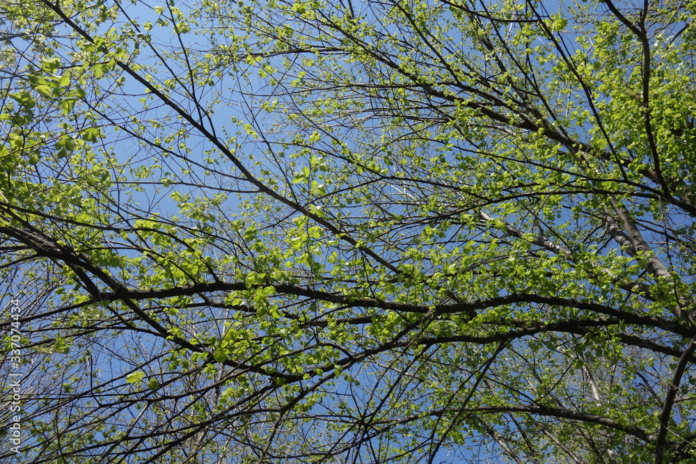Beech tree branches with new green leaves on blue sky in spring Beech tree branches with new green leaves on blue sky in spring