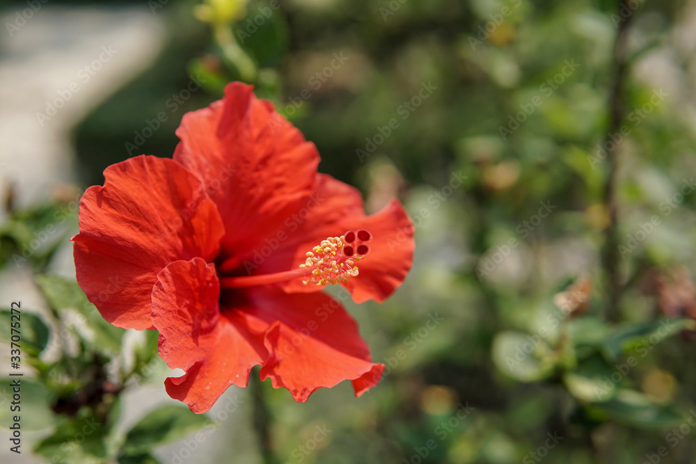 Red Hibiscus flower in the garden