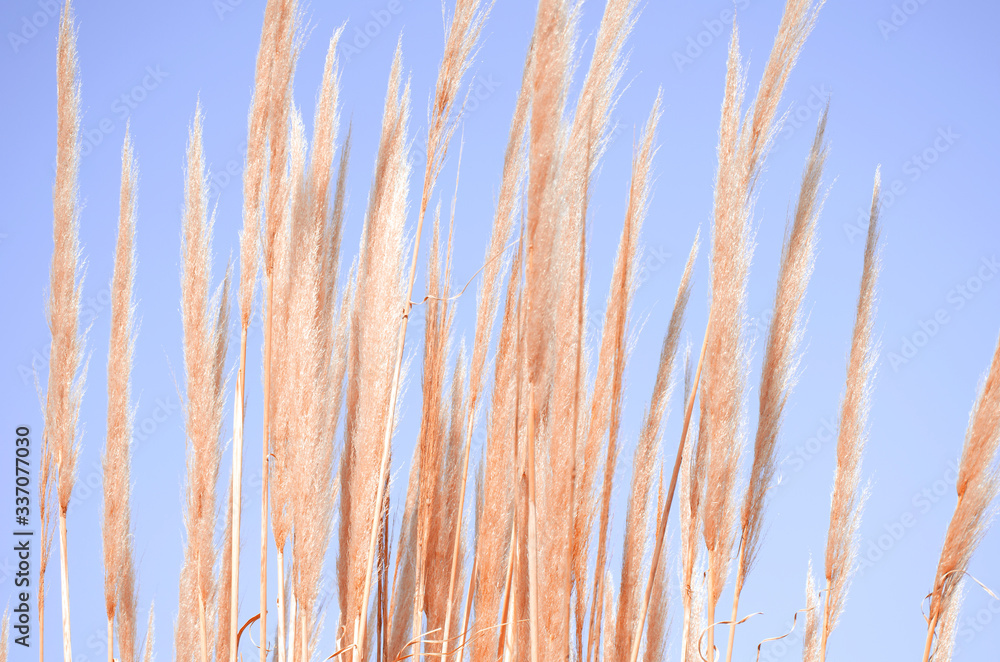 Cortaderia selloana commonly known as Pampas Grass. Ears of dry grass are tinted in warm autumn colors. Blue sky. Sunny day. Fall natural concept. Selective focus. Copy space. Cortaderia selloana commonly known as Pampas Grass. Ears of dry grass are tinted in warm autumn colors. Blue sky. Sunny day. Fall natural concept. Selective focus. Copy space.