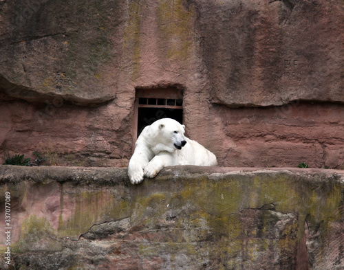 Polar bear (Ursus maritimus). photo