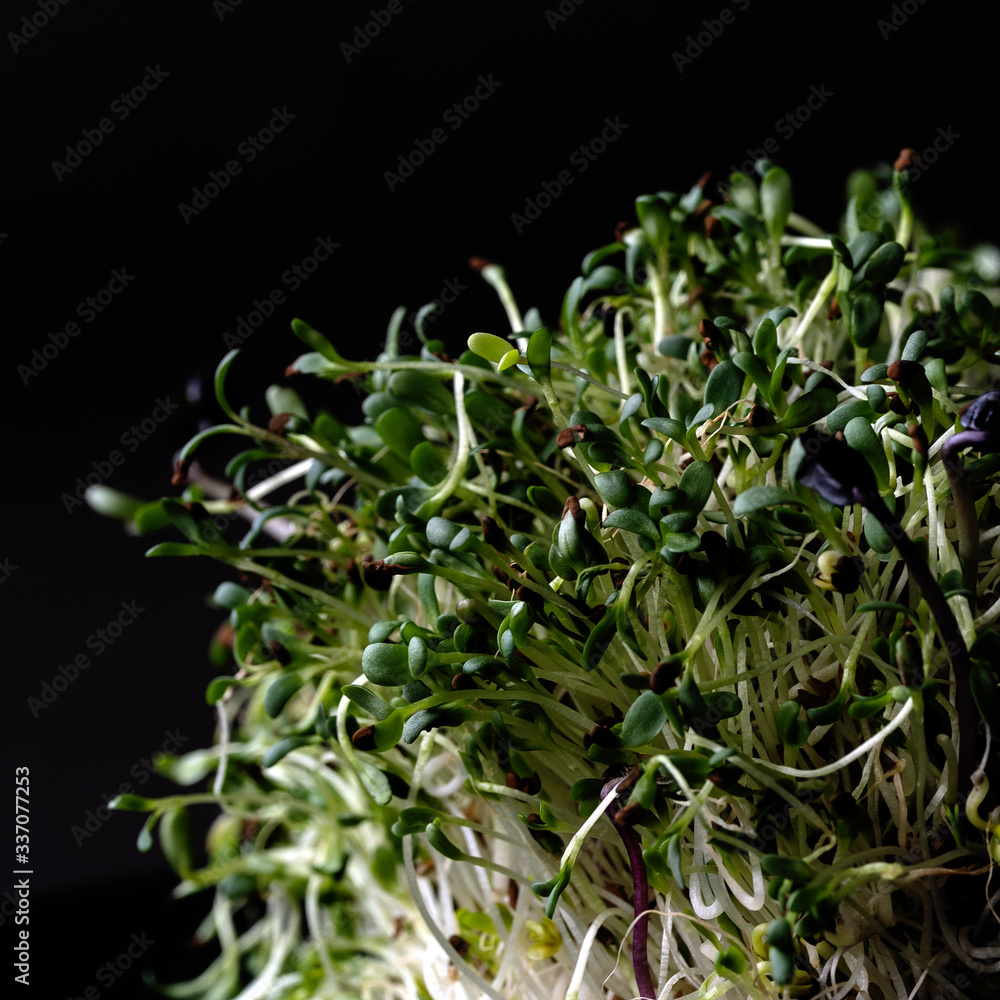 micro greens: the green sprouts on the black background