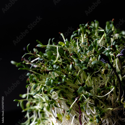 Obraz na płótnie micro greens: the green sprouts on the black background w salonie