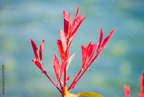 Bright red autumn leaves on background of blue water. Sunny summer day. Scarlet bush in park. Fall natural concept. Selective focus. Copy space. photo